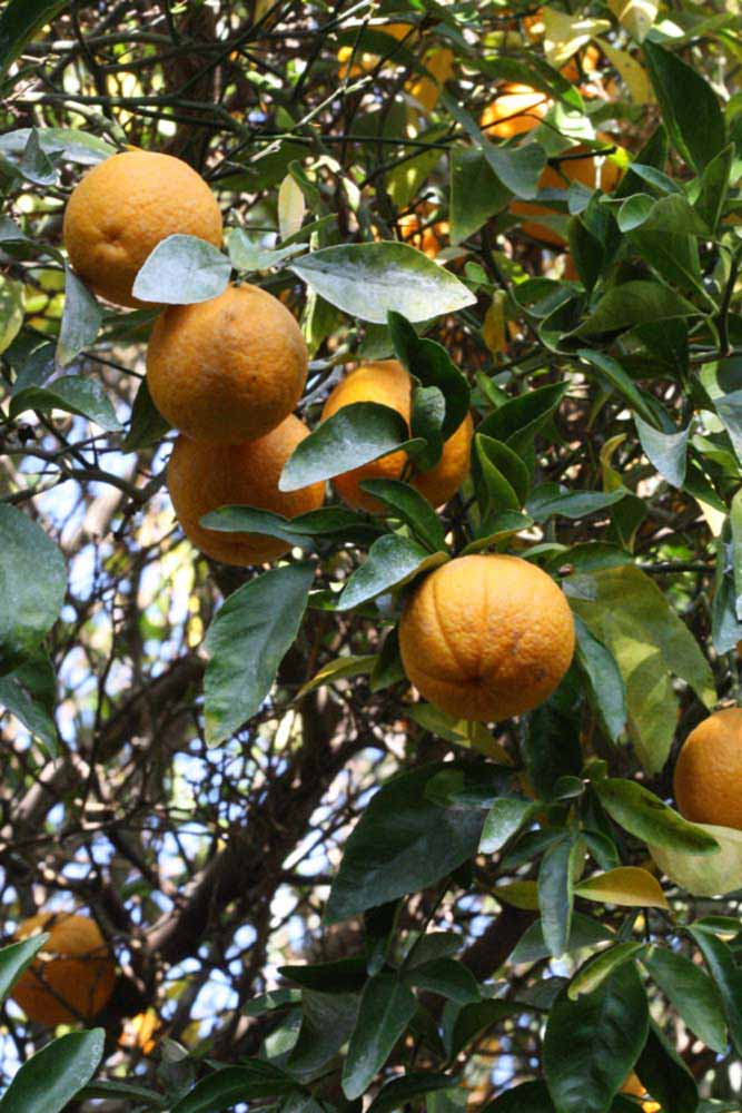            Fruit (Riverside, CA)   